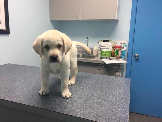 First puppy check by Dr. Chrest.