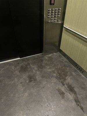 On several occasions, the elevators were either broken, only one was working at a time, or they would have dog pee or beer spilled in it.