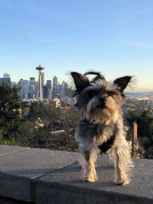 Cozy taking in the Seattle sights