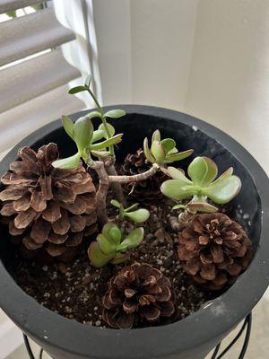 Before transformation of my sad looking jade plant propped up with scented pine cones.