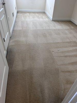 carpet cleaning after