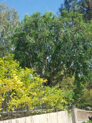 After trim. Thin, with greenery in the canopy.