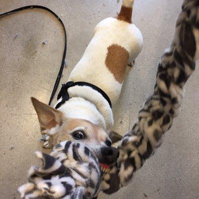 Wasabi Testing My Braided Dog Toy (2 paws up... LOL)