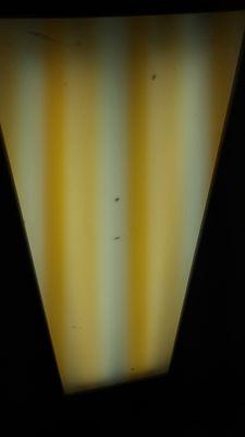 Ceiling light...seriously ??? Dead roaches