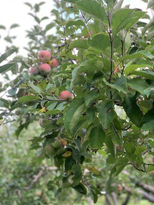 The apples were vibrant in color and oh so juicy! The owners told us we could taste an apple to see if we liked it! We did both!