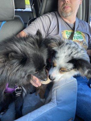 Shadow and Bindi shared a Pup Cup of vanilla and peanut butter. They give 5