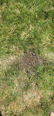 Barespots in lawn from truck.