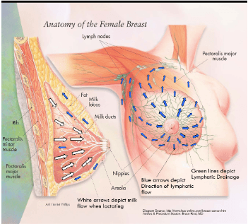 Breast Health - Lymphatic Breast Massage