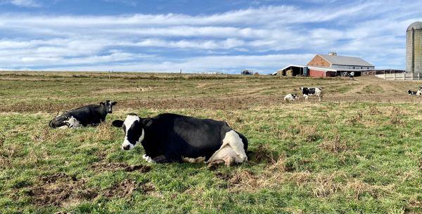 So relaxing, great place to unwind and unplug. This farm is the neighbor of the campground. You'll get to know these cows!