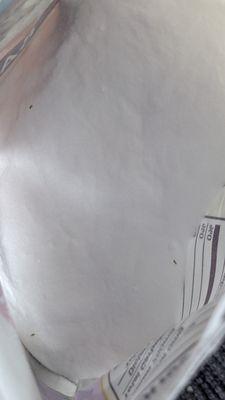 Pantry Beetles in a sealed baking soda bag, #2