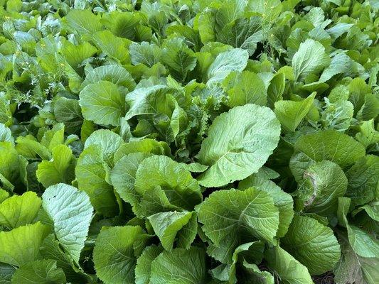 Mustard Greens