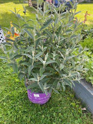 Look at all the buds in this Butterfly bush- Psychedelic Sky.