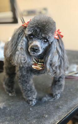 Toy poodle lam cut