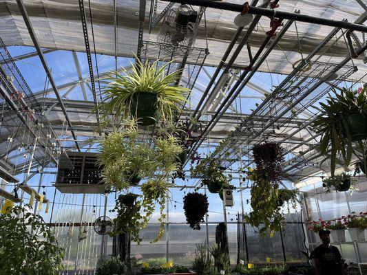 Beautiful hydroponics on the roof.