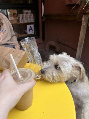 Yummy homemade dog treats!