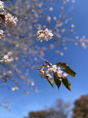 Cherry blossoms...in November (2020)!