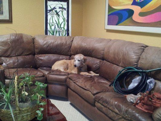 Lacey resting on the sofa watching TV