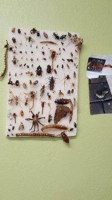 Rick's Bug Board