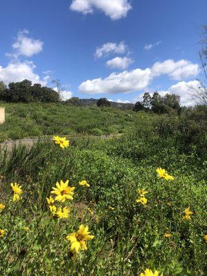 Wild flowers in the park