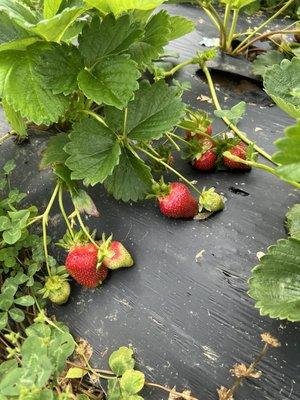 Strawberries