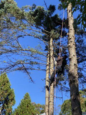 Tree removal