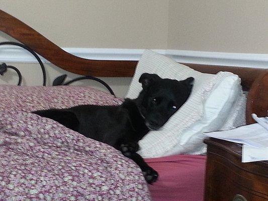 She finds the comfiest spot on the daybed in my office.