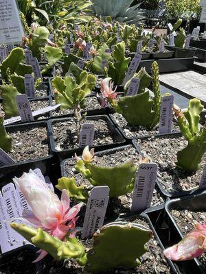 Small succulents, BIG flowers!