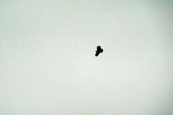 Yep, we saw eagles, alright!