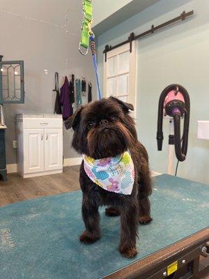 A happy Brussels Griffon with her fresh grooming.