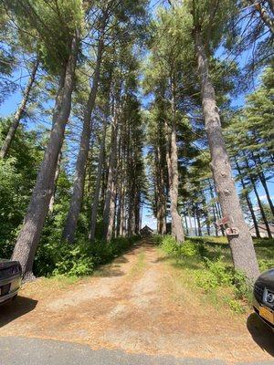 Adirondack trees