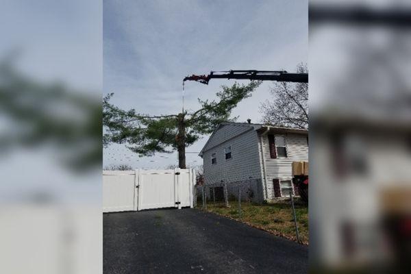 Pine tree in a tight spot.