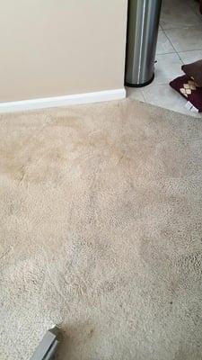 BEFORE PICTURE: High traffic areas collect the most dirt and friction. The carpet becomes dingy and looses it's color and softness.