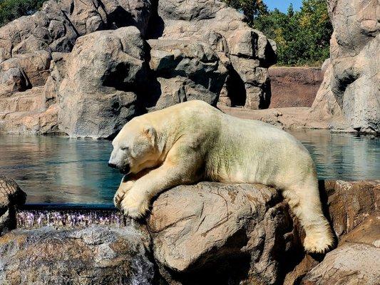 Polar Bear