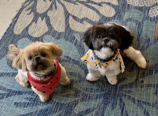 Our pups after their grooming.