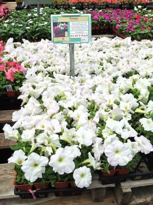 Annual flowers: Petunias