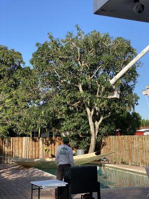 All About Trees Tree Service