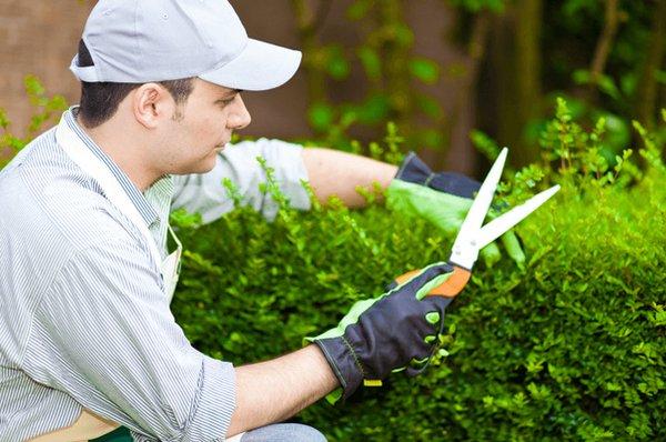 Ithaca Tree Service