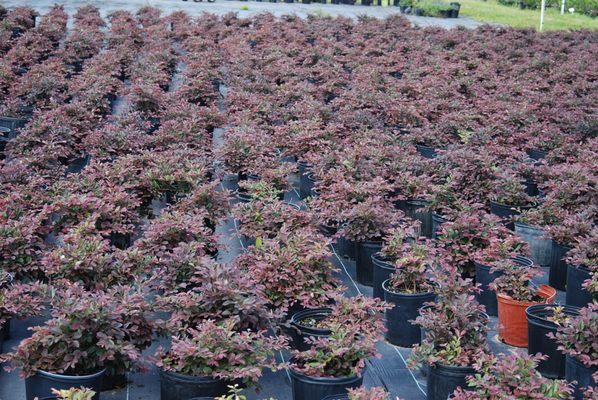 Kelz wholesale Nursery trees and shrubs