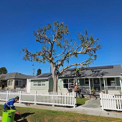 Our team of experts specialize in pruning and shaping trees to any shape or form our customers demand