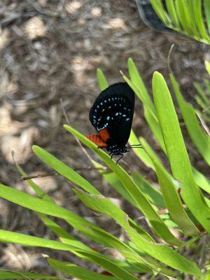 Atala butterfly