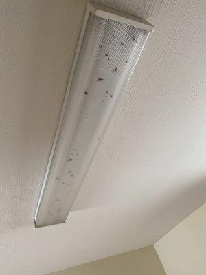 Kitchen light filled with dead bugs