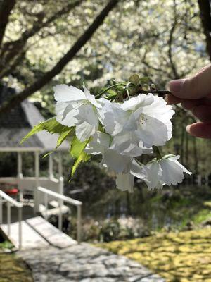 Cherry Blossoms In Spring