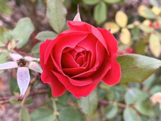 Taken by the front flower garden while getting some fresh air while visiting a loved one