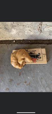 Customer said they should have added more peanut butter to catch rat - LOL- we ended up catching it the next day with our traps and bait