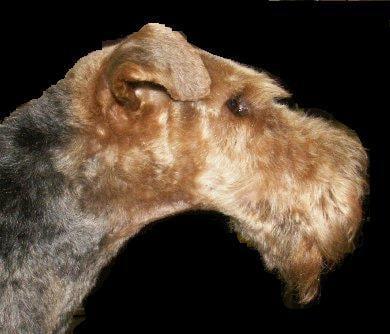 Welsh Terrier head shot