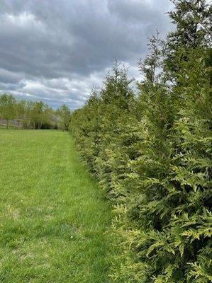 Green Giant Arborvitae second view.