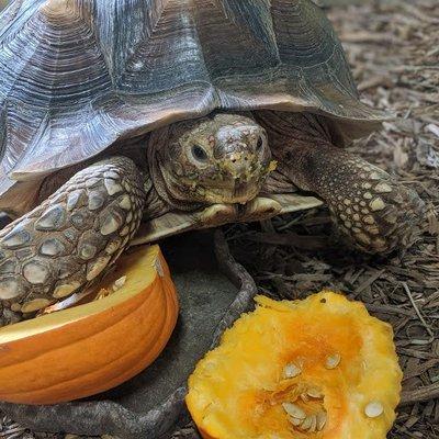 Mildred eating pumpkin