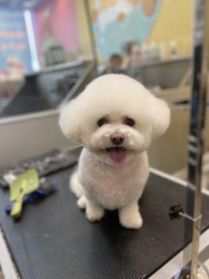 Bichon Groom