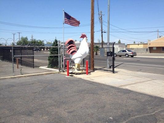 Rooster that stands guard at the gate.