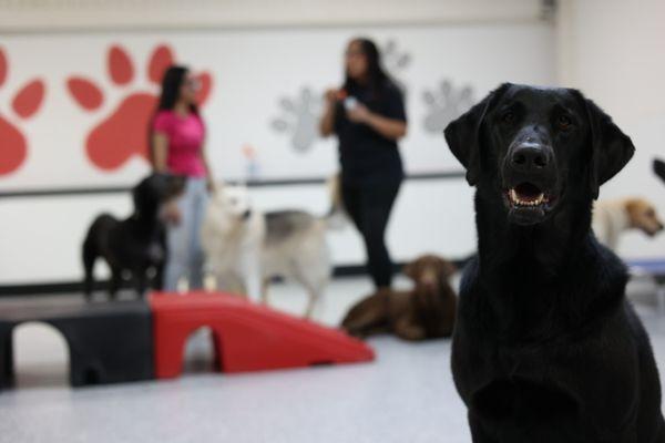 Dog daycare fun!